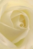 This image brings you into the delicate embrace of a cream-white rose, enveloped in its gently spiralling petals as if welcomed inside a private garden in Hampstead. The arrangement catches the soft, early light, every petal curving inwards with a silky, almost weightless touch-suggesting the peaceful hush of a morning along Frognal Lane. Subtle shadows wind between each layer, enhancing the bloom's quiet sophistication and creating a sense of both warmth and tranquility. The atmosphere mirrors those cherished moments that define new beginnings or heartfelt expressions of sympathy-occasions for which Hampstead Florist lovingly crafts each composition. There's a pure, understated sweetness to the fragrance, barely perceptible but unmistakably fresh, lingering like a gentle promise. With this perspective, the rose embodies both artistry and emotion, reflecting the thoughtful dedication put into every unique bouquet delivered across Hampstead's leafy neighbourhoods.
